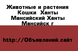 Животные и растения Кошки. Ханты-Мансийский,Ханты-Мансийск г.